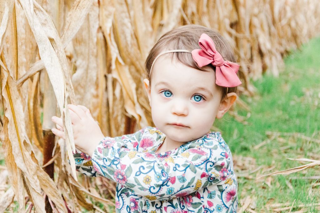 toddler sits in corn field at fall mini session at Ringoes NJ Hunterdon County Golden Heart Photography